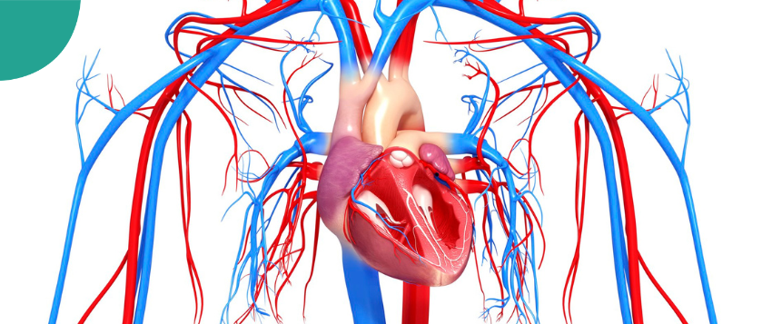 Physical Activity on Organ Health